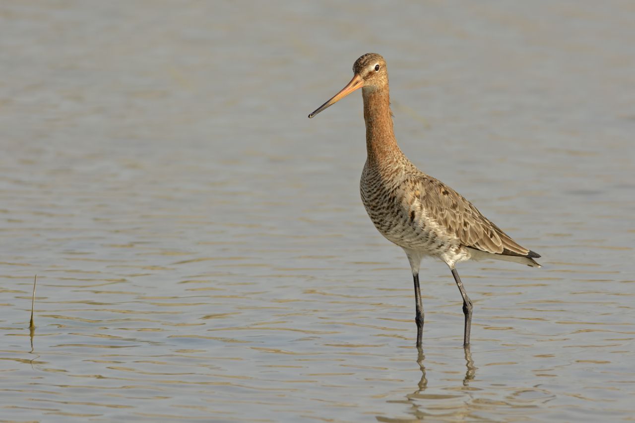 Pittima reale (Limosa limosa)